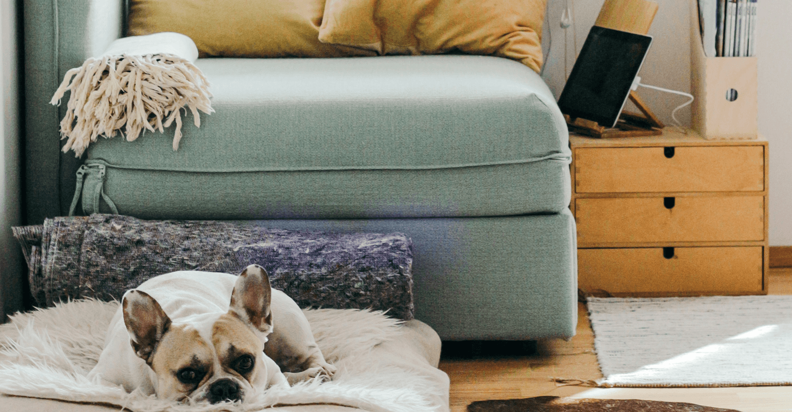 Outdoor fabric on your sofa to withstand the wear and tear from your dog